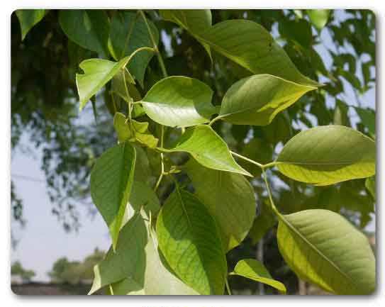  Punjab State tree, Sheesham, Dalbergia sissoo